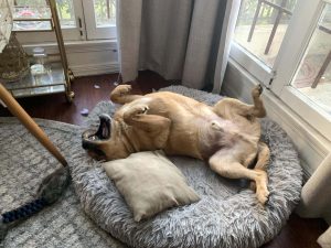 calvynotrash scaled 1